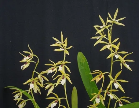 foglie orchidea