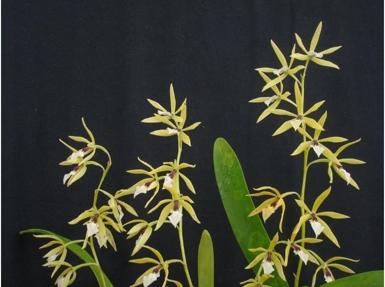 foglie orchidea
