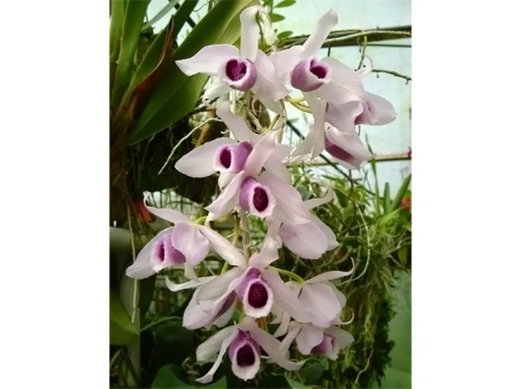 Malattie del Dendrobium nobile