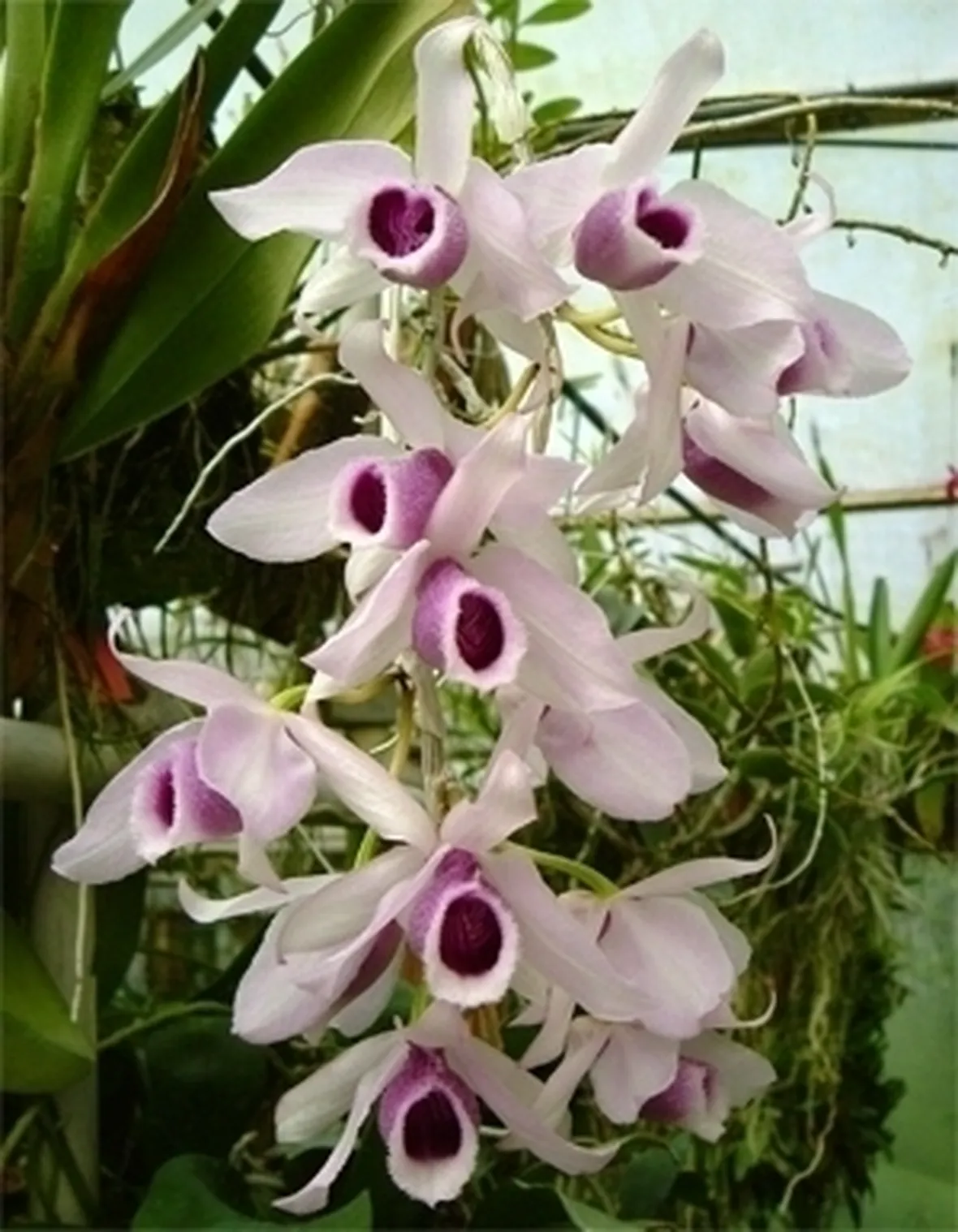 Malattie del Dendrobium nobile