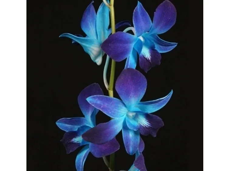 Malattie Dendrobium