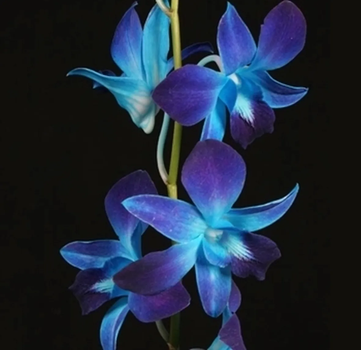 Malattie Dendrobium