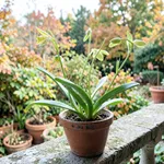 Il fresco autunnale che avvia gli steli fiorali