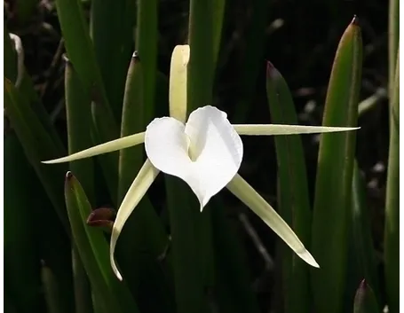 Orchidea Oncidium