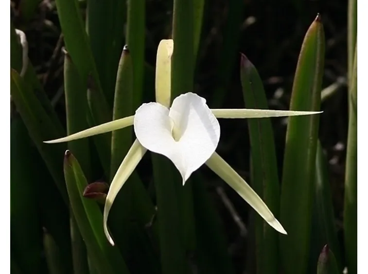 Orchidea Oncidium
