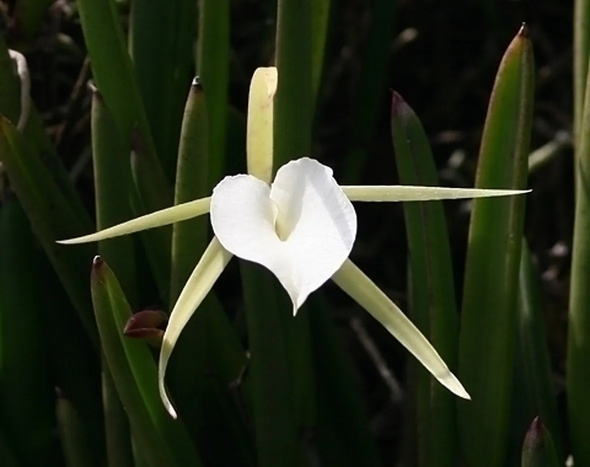 Orchidea Oncidium