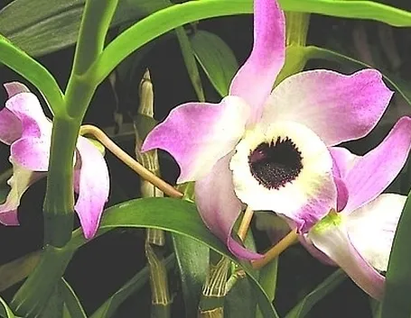 Orchidee Dendrobium