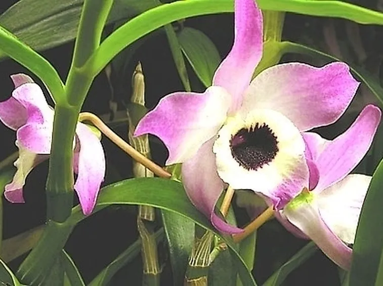 Orchidee Dendrobium