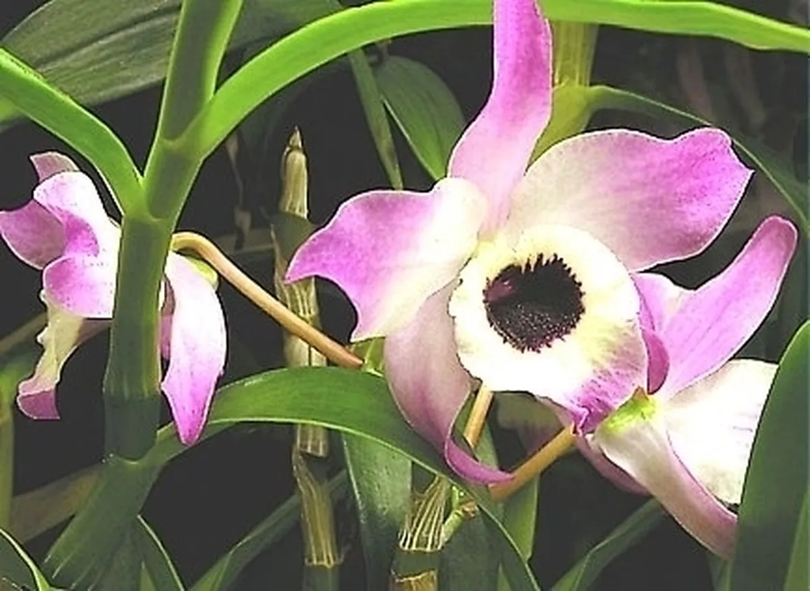 Orchidee Dendrobium