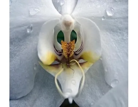 orchidee foto-3