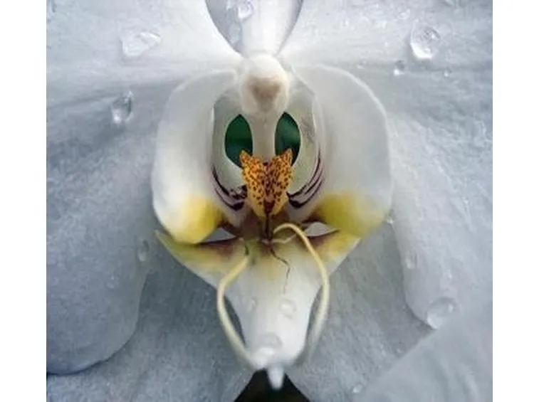 orchidee foto-3