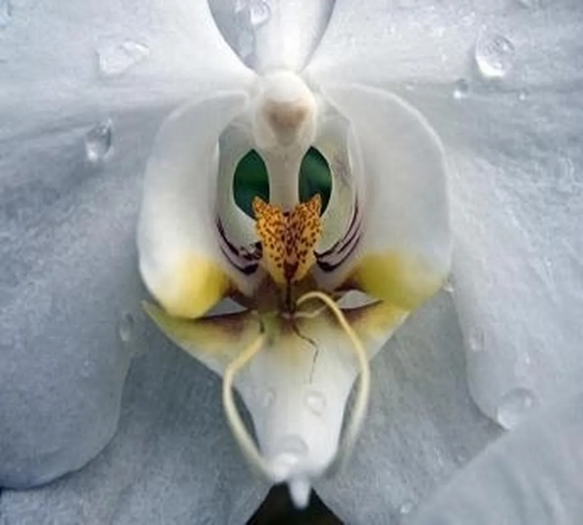 orchidee foto-3