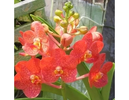 orchidee foto-4