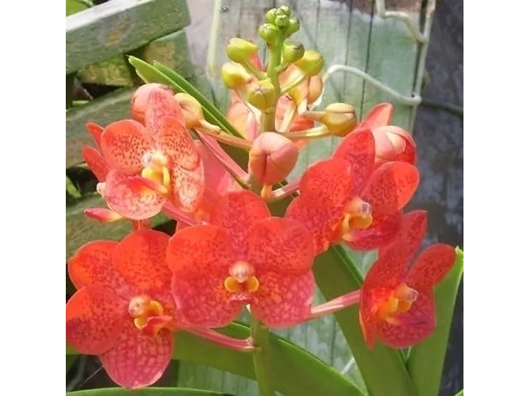 orchidee foto-4