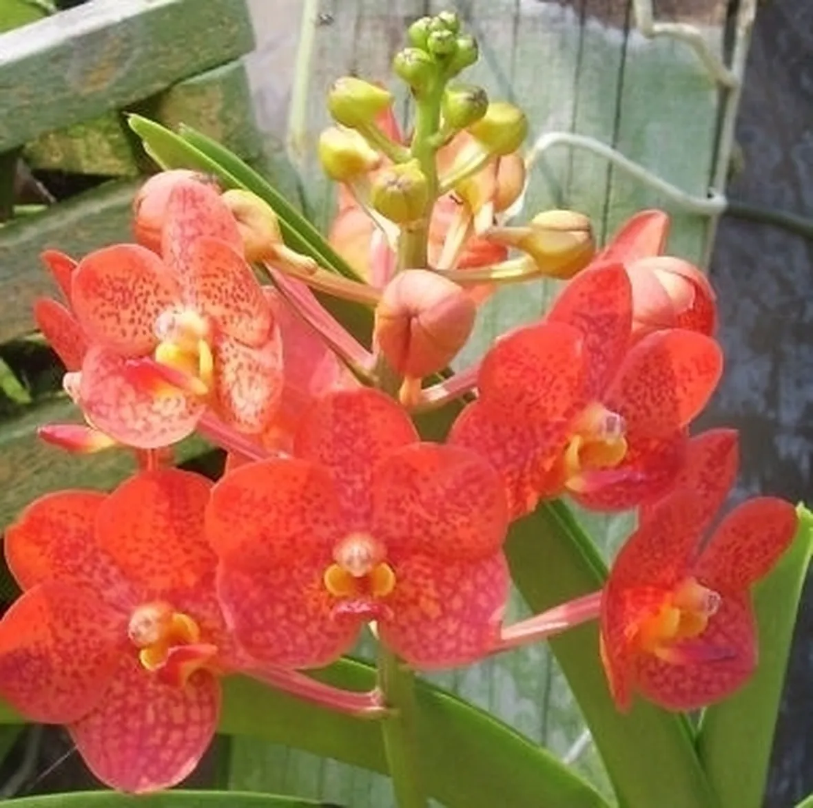 orchidee foto-4