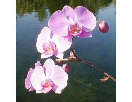 orchidee foto-5