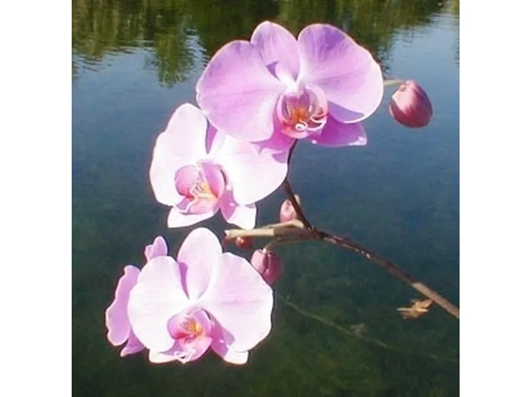 orchidee foto-5