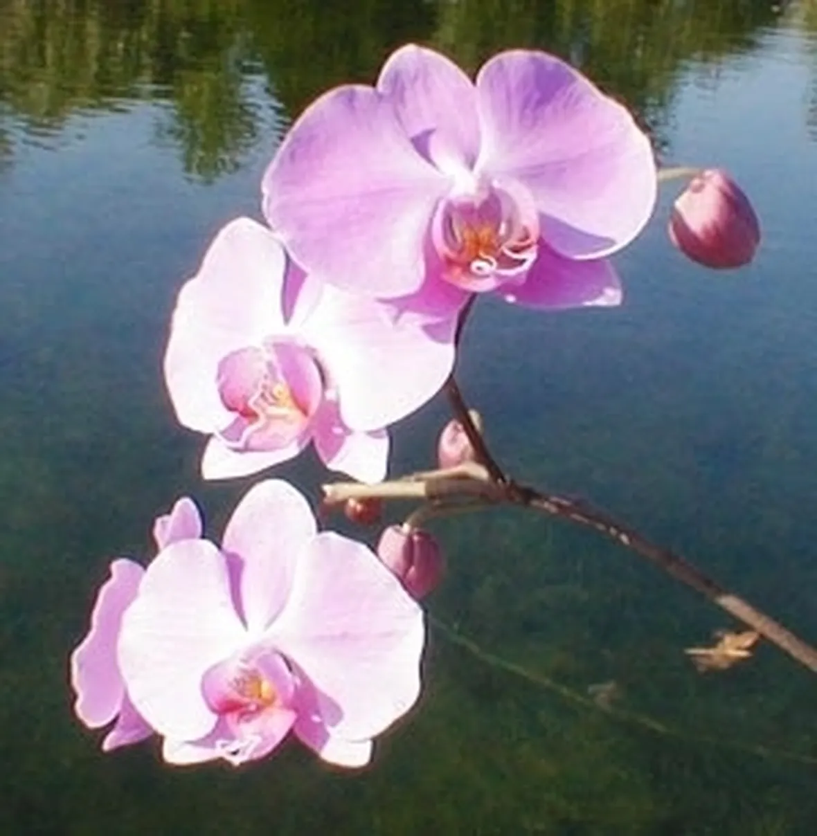 orchidee foto-5