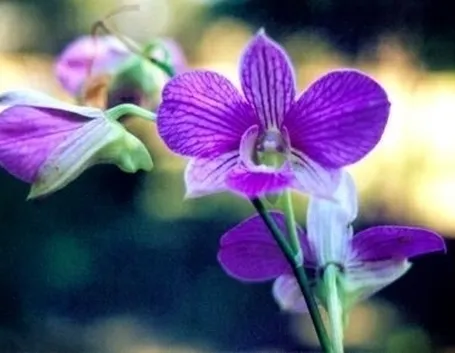 orchidee foto-8