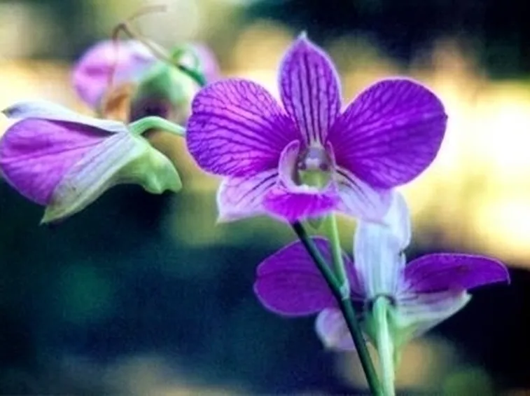 orchidee foto-8