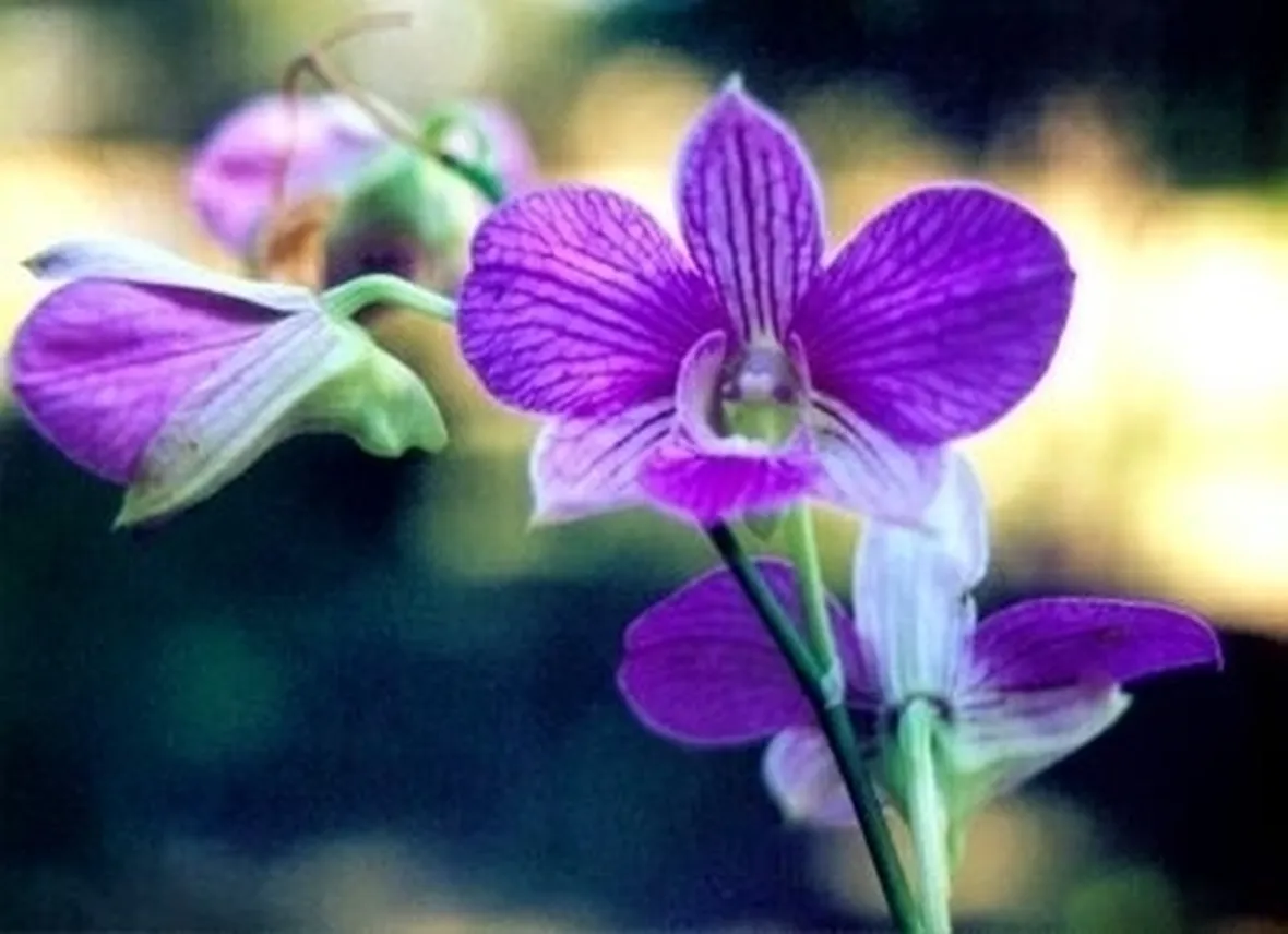 orchidee foto-8