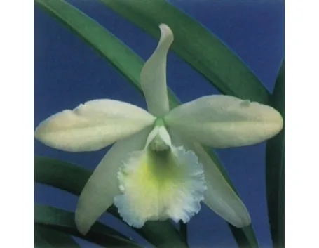 orchidee foto-9