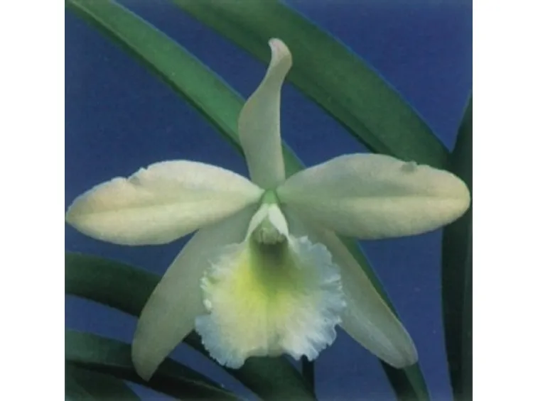 orchidee foto-9