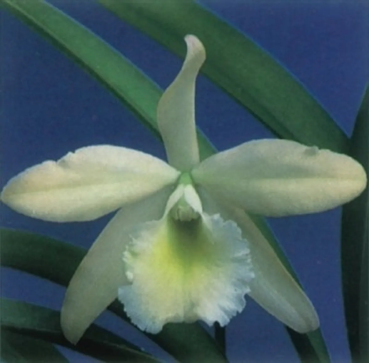 orchidee foto-9