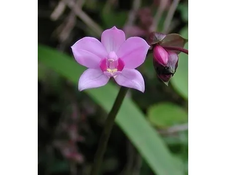 orchidee foto