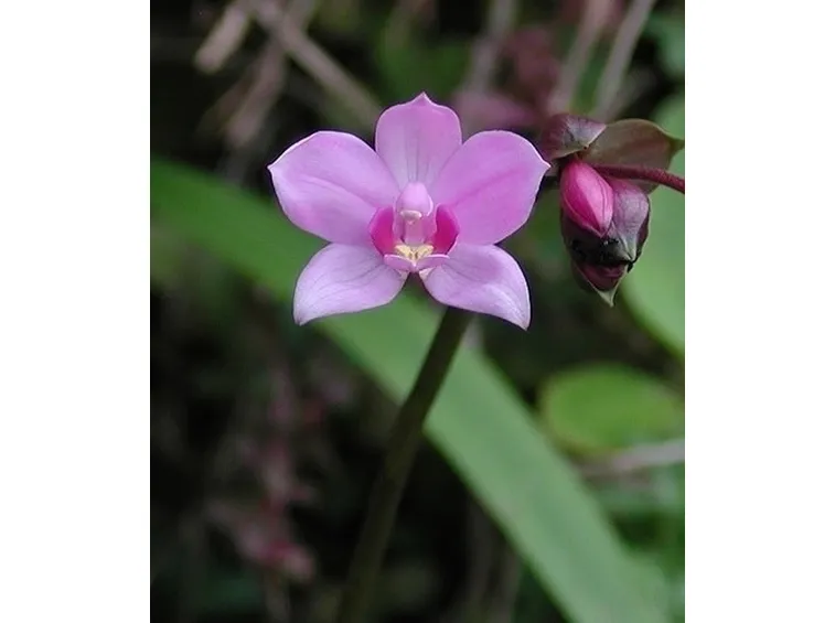 orchidee foto