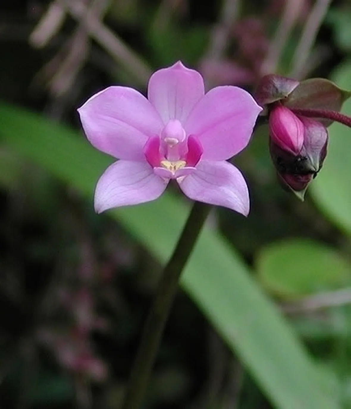 orchidee foto
