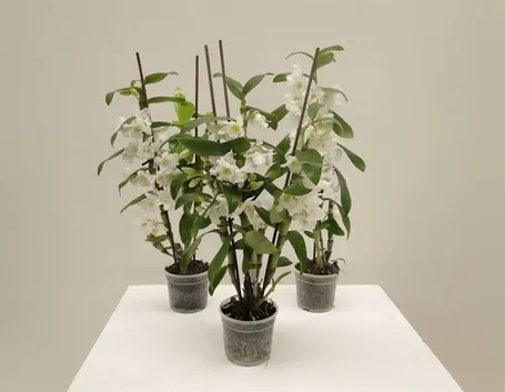 orchidee mini