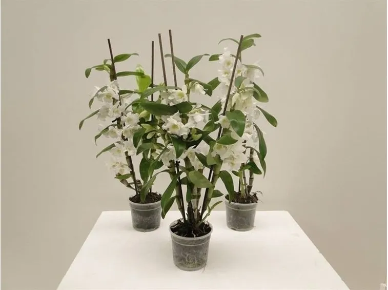orchidee mini