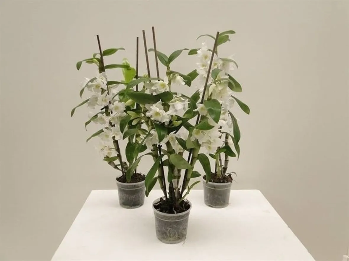 orchidee mini