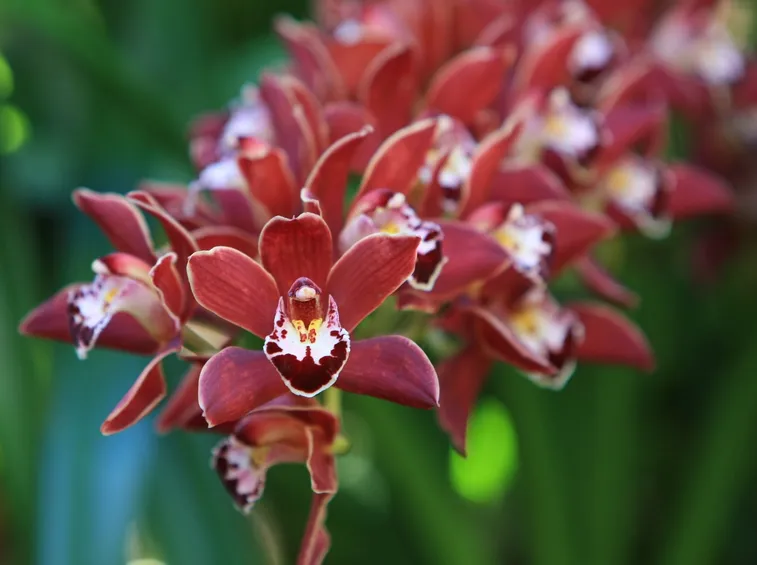orchidee mini-2