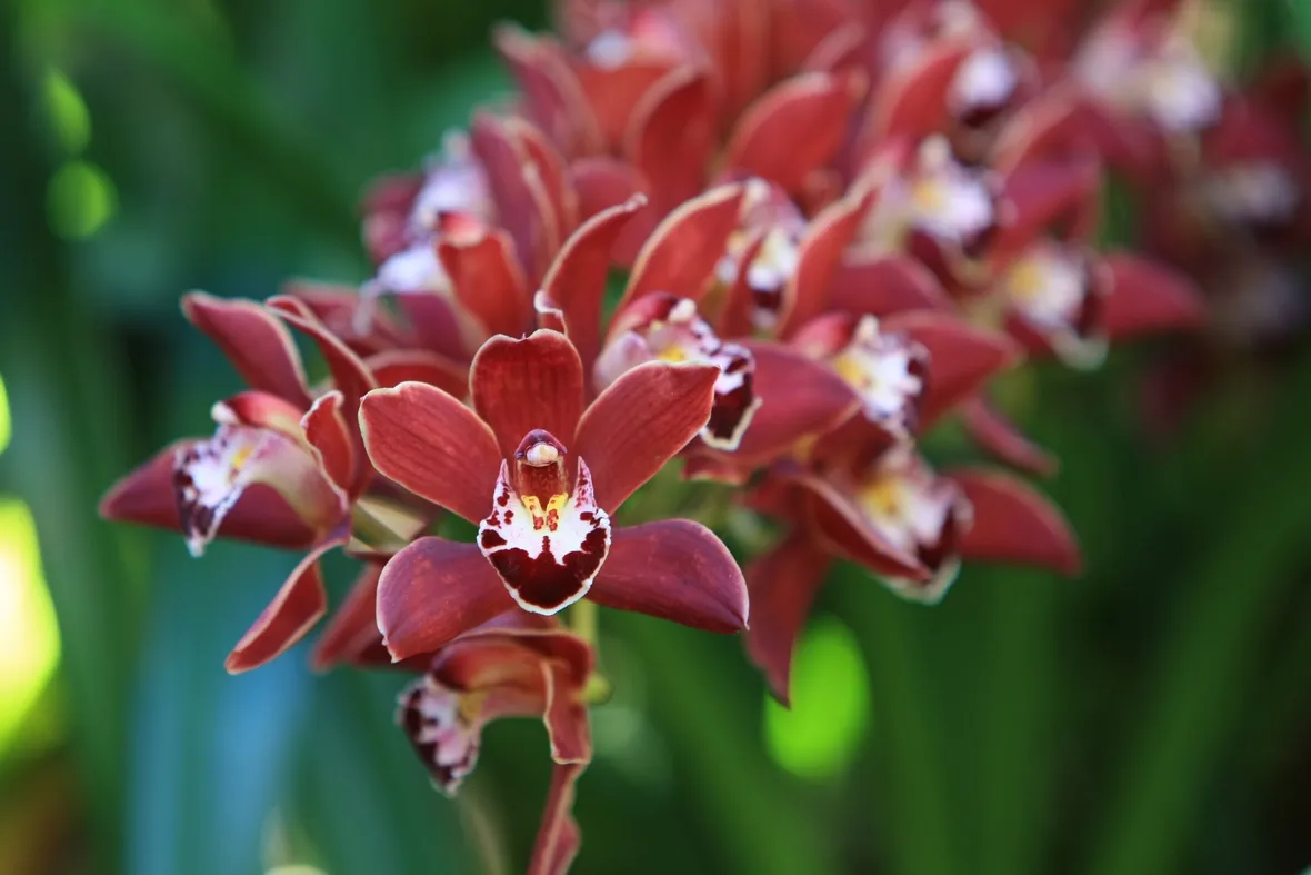 orchidee mini-2