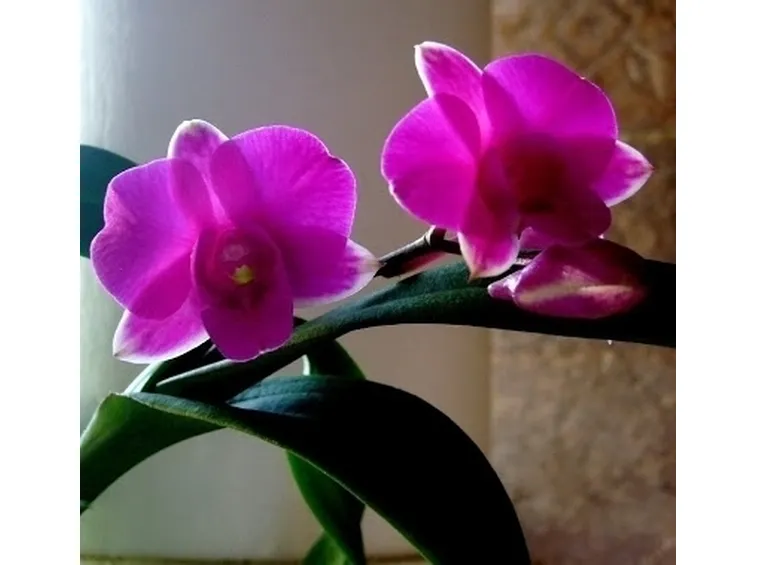 orchidee mini-3
