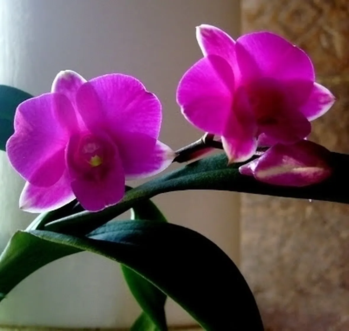 orchidee mini-3