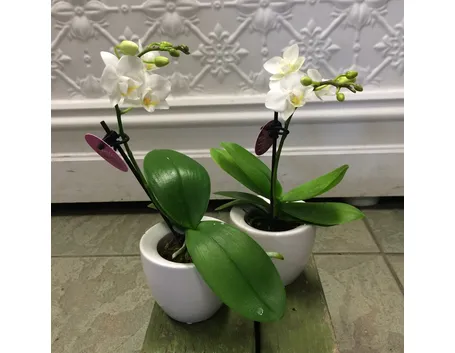 orchidee mini-4