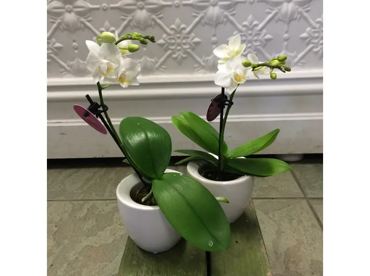 orchidee mini-4