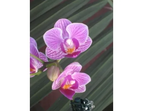 orchidee mini-6