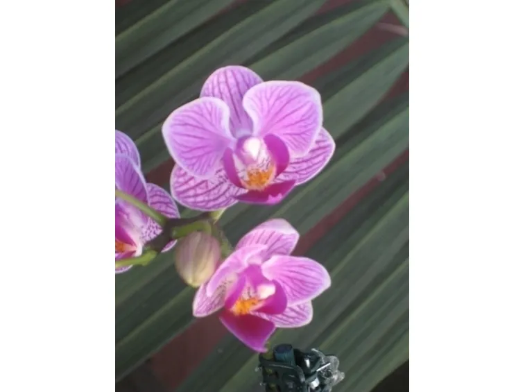 orchidee mini-6