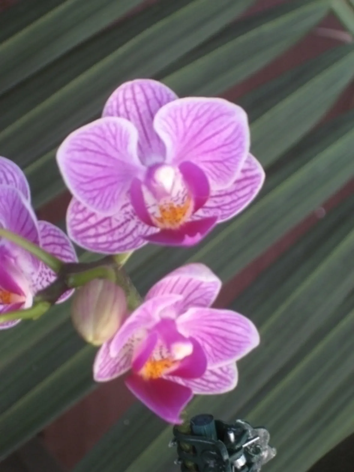 orchidee mini-6