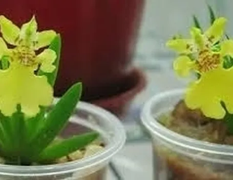 orchidee mini-7