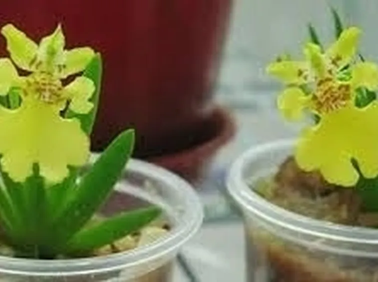 orchidee mini-7