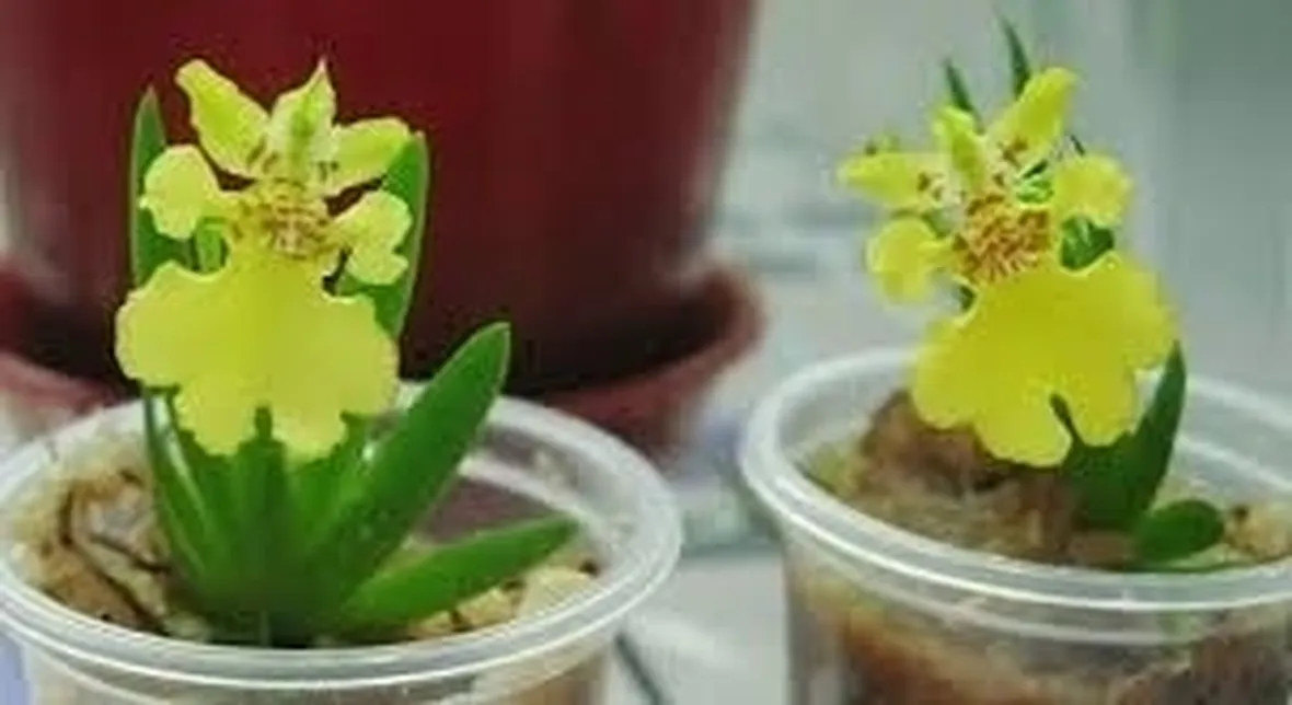 orchidee mini-7