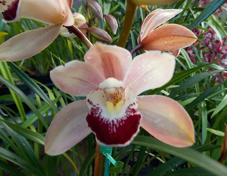 orchidee mini-8