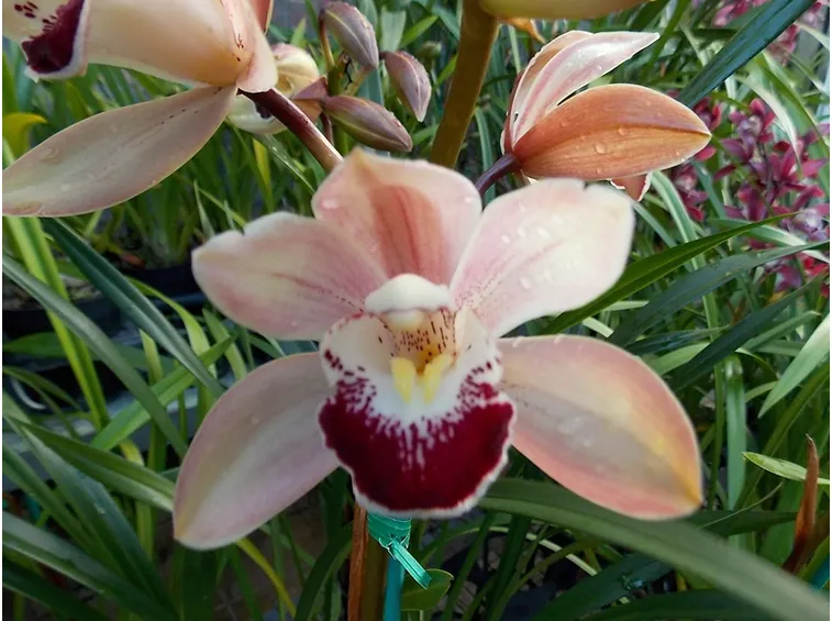 orchidee mini-8