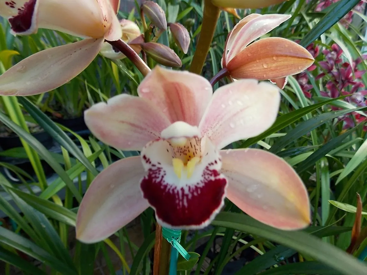 orchidee mini-8