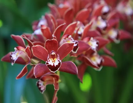orchidee mini-9